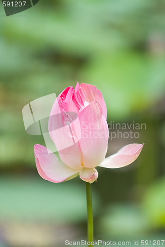 Image of Lotus flower