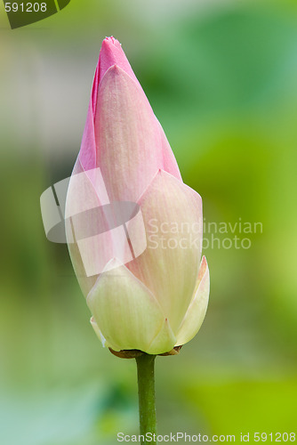 Image of Lotus flower