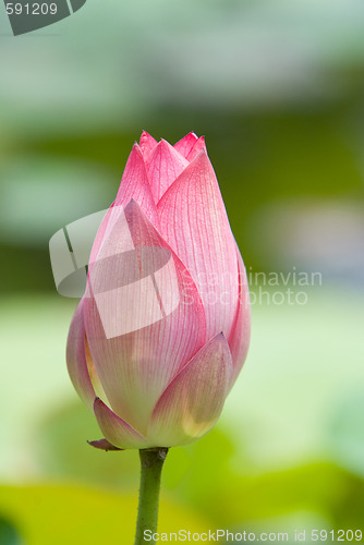 Image of Lotus flower