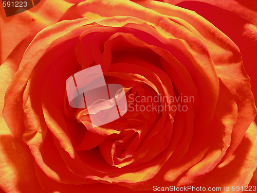 Image of rose