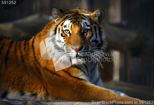 Image of Tiger portrait