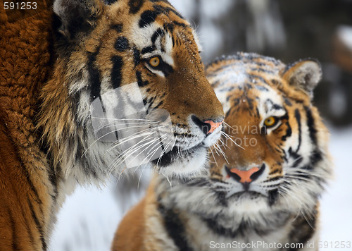 Image of Tigers