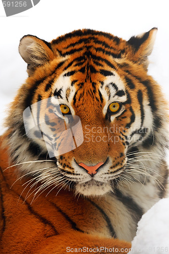 Image of Tiger portrait