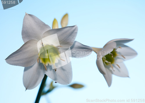 Image of Amaryllis