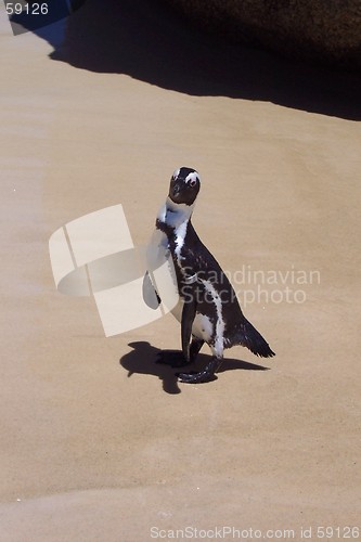 Image of Penguin
