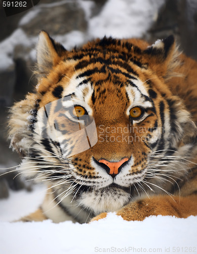 Image of Tiger portrait