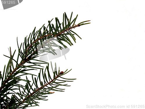 Image of conifer