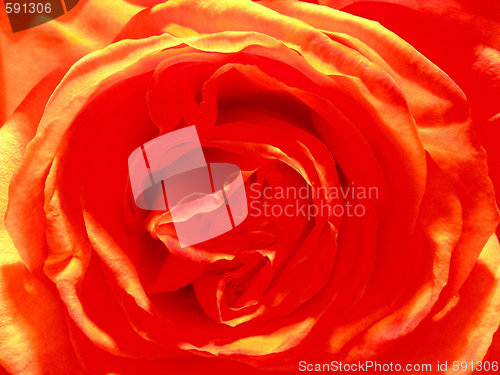 Image of rose