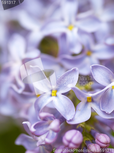 Image of lilac blossoms