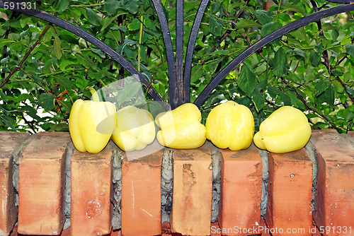 Image of Yellow paprika on brick fence