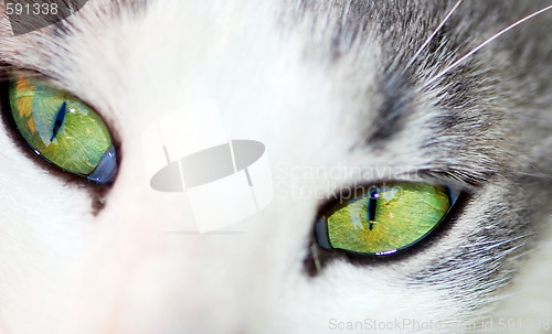 Image of Green eyes