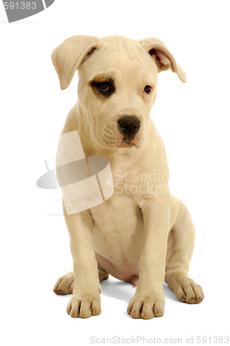 Image of Puppy