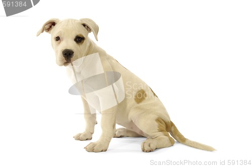 Image of White Puppy