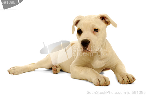 Image of Puppy