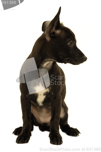 Image of Black shy puppy dog