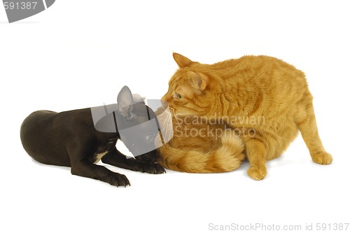 Image of Cat and dog