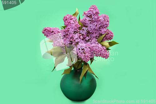 Image of Purple lilac branch