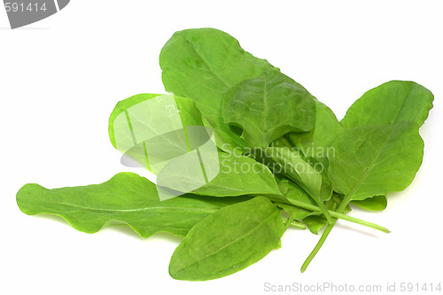 Image of Garden sorrel