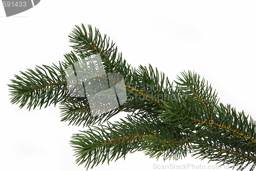 Image of Fir tree branch