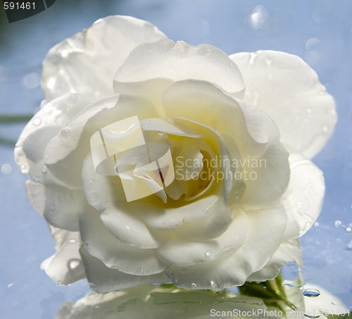 Image of white rose flower