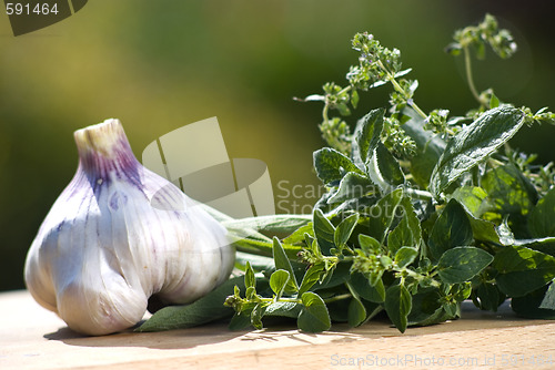 Image of fresh herbs in the garden