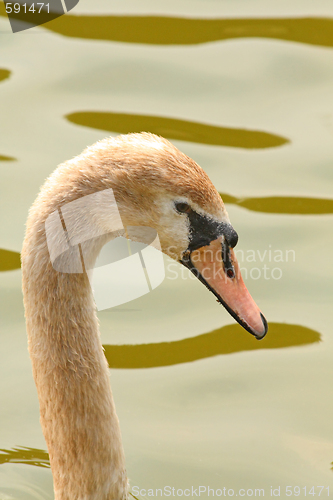 Image of Young swan