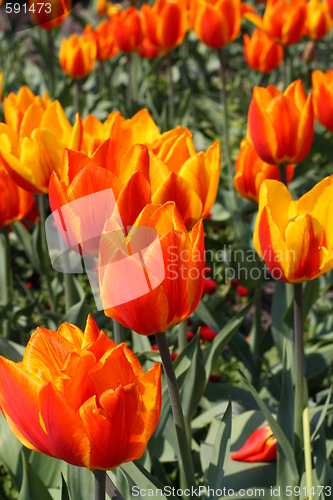 Image of Red and orange tulips