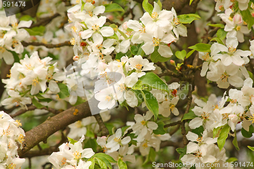 Image of Blooming appletree