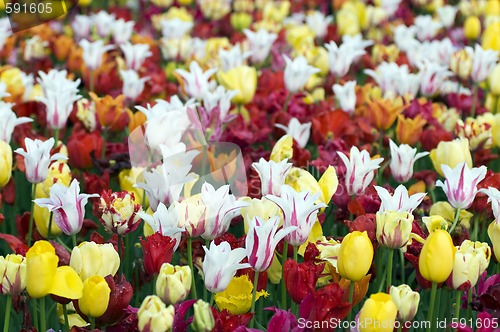 Image of Tulips background