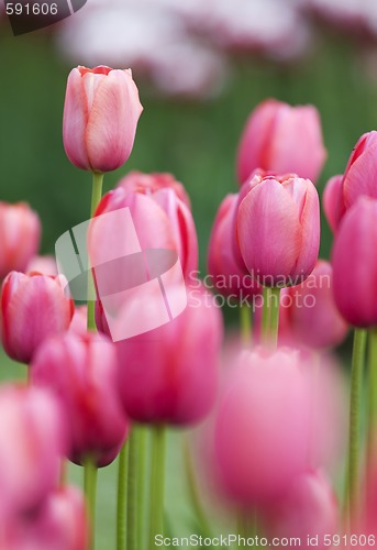 Image of Pink tulips