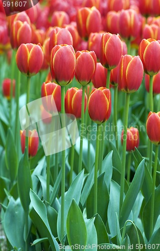 Image of Red tulips