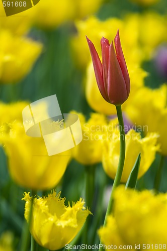 Image of Red tulip