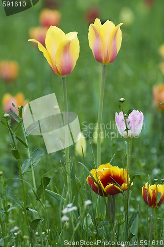 Image of Yellow tulips