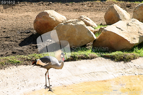 Image of East African Crowned Crane