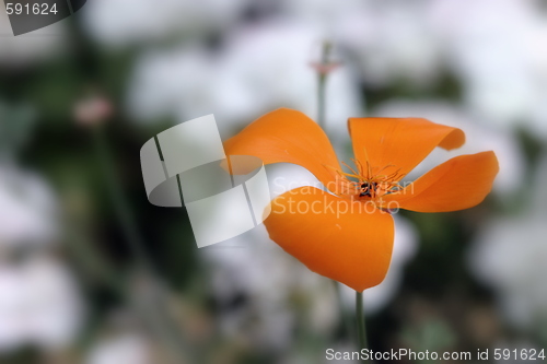 Image of California Poppy