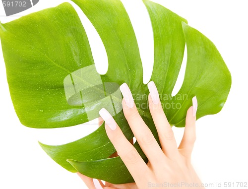 Image of female hands with green leaf