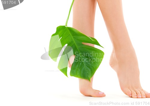 Image of female feet with green leaf