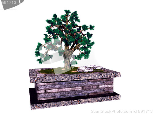 Image of Bonsai tree
