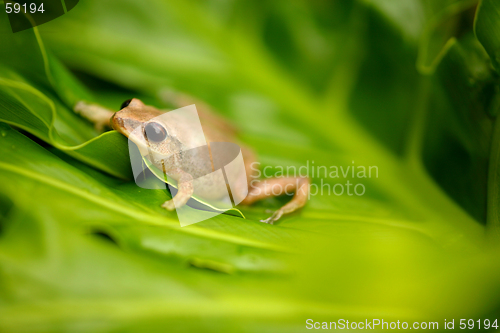 Image of Small tan frogg
