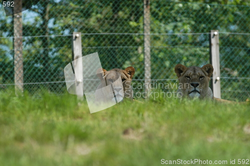 Image of Lions