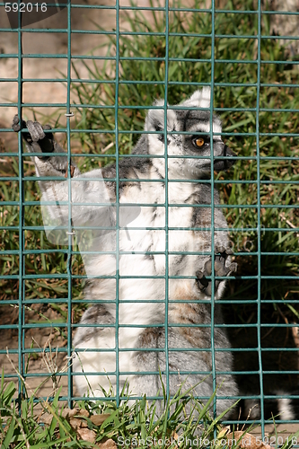 Image of Ring Tailed Lemur