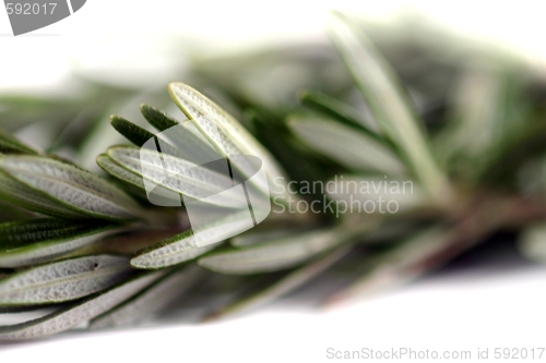 Image of Rosemary