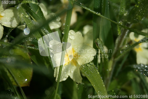 Image of Spring Primrose