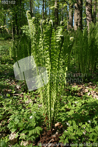 Image of Springtime forest