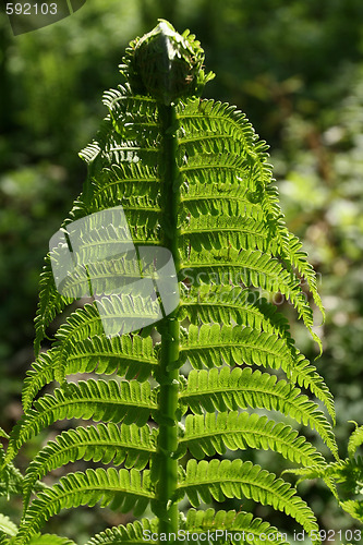 Image of Fern