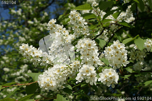 Image of Spring blossom