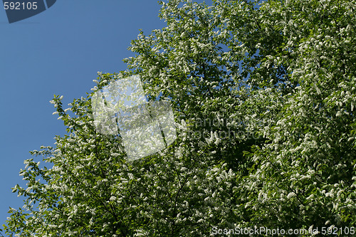 Image of Bird Cherry tree