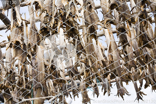 Image of dried fish