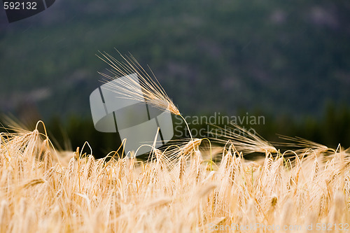 Image of wheat ear