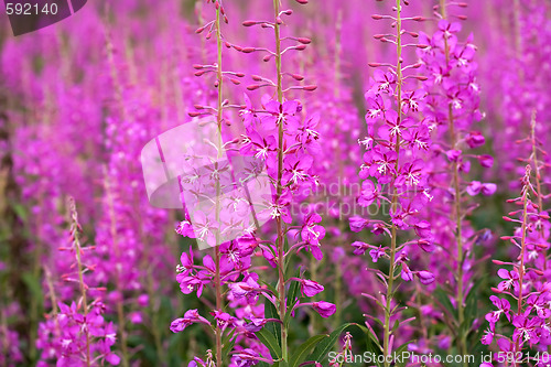 Image of  willowweed